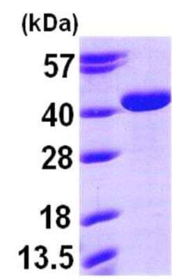 SDS-PAGE: Recombinant Human ARG2 His Protein [NBP1-45256]