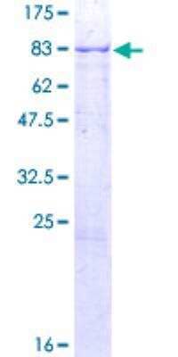 SDS-PAGE: Recombinant Human ARSF GST (N-Term) Protein [H00000416-P01]