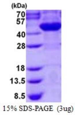 SDS-PAGE: Recombinant Human AS3MT His Protein [NBP1-98972]