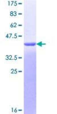 SDS-PAGE: Recombinant Human ASC/TMS1 GST (N-Term) Protein [H00029108-P01]