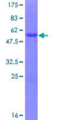 SDS-PAGE: Recombinant Human ASCL2/Mash2 GST (N-Term) Protein [H00000430-P01]