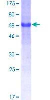 SDS-PAGE: Recombinant Human ATF6 GST (N-Term) Protein [H00022926-P01]