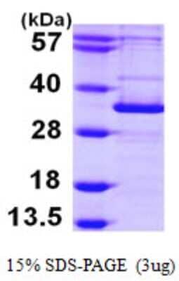 SDS-PAGE: Recombinant Human ATG5 His Protein [NBP1-50982]