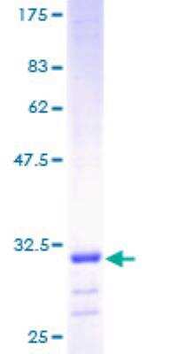 SDS-PAGE: Recombinant Human ATP5E GST (N-Term) Protein [H00000514-P01]