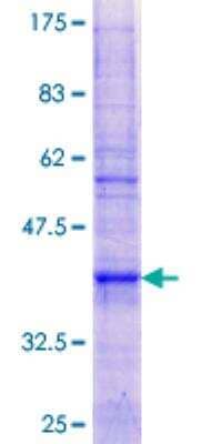 SDS-PAGE: Recombinant Human ATP5G3 GST (N-Term) Protein [H00000518-P01]