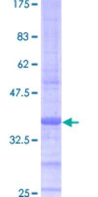 SDS-PAGE: Recombinant Human ATP5J GST (N-Term) Protein [H00000522-P01]