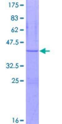 SDS-PAGE: Recombinant Human ATP5J GST (N-Term) Protein [H00000522-P02]