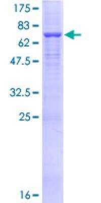 SDS-PAGE: Recombinant Human ATP6AP1 GST (N-Term) Protein [H00000537-P01]