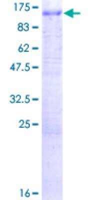 SDS-PAGE: Recombinant Human ATP6V0A1 GST (N-Term) Protein [H00000535-P01]