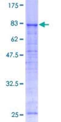 SDS-PAGE: Recombinant Human ATP6V1A GST (N-Term) Protein [H00000523-P01]