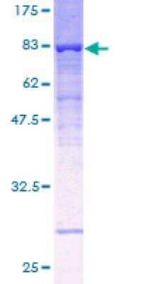 SDS-PAGE: Recombinant Human ATP6V1B1 GST (N-Term) Protein [H00000525-P01]