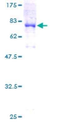 SDS-PAGE: Recombinant Human ATP6V1B2 GST (N-Term) Protein [H00000526-P01]