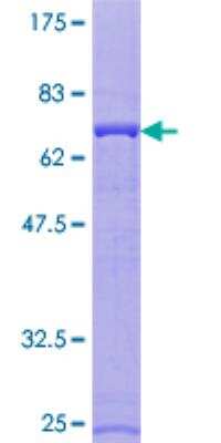 SDS-PAGE: Recombinant Human ATP6V1C1 GST (N-Term) Protein [H00000528-P01]