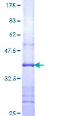 SDS-PAGE: Recombinant Human ATP6V1C1 GST (N-Term) Protein [H00000528-Q01]