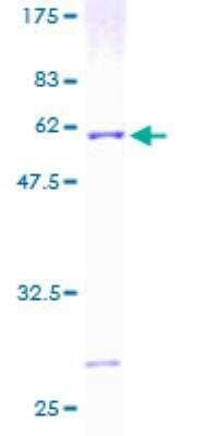 SDS-PAGE: Recombinant Human ATP6V1E1 GST (N-Term) Protein [H00000529-P01]