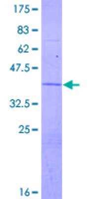 SDS-PAGE: Recombinant Human ATP6V1G2 GST (N-Term) Protein [H00000534-P01]