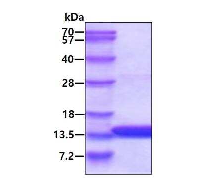 SDS-PAGE: Recombinant Human ATPase Inhibitory Factor 1 His Protein [NBP1-98902]