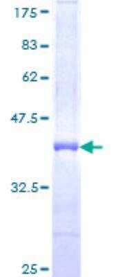 SDS-PAGE: Recombinant Human Adenylate Cyclase 2 GST (N-Term) Protein [H00000108-Q01]