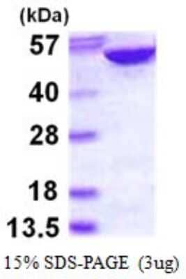 SDS-PAGE: Recombinant Human Adenylosuccinate Lyase His Protein [NBP1-72514]