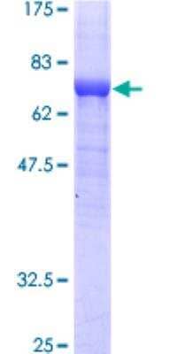 SDS-PAGE: Recombinant Human Adenylosuccinate Synthase GST (N-Term) Protein [H00000159-P01]