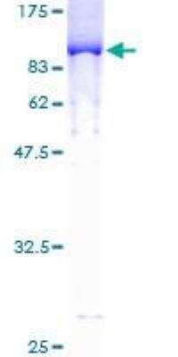 SDS-PAGE: Recombinant Human Aiolos/IKZF3 GST (N-Term) Protein [H00022806-P01]