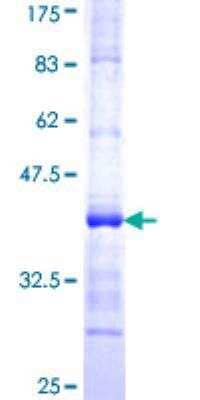 SDS-PAGE: Recombinant Human Alas1 GST (N-Term) Protein [H00000211-Q01]