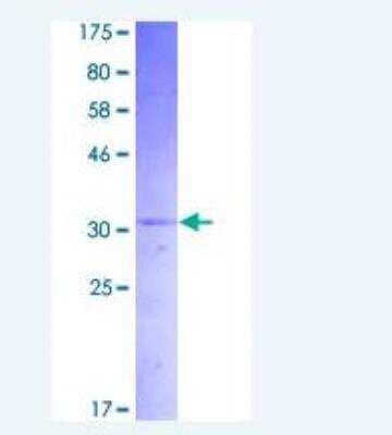 SDS-PAGE: Recombinant Human Amylin GST (N-Term) Protein [H00003375-P01]