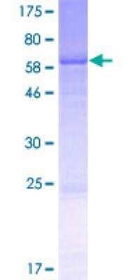 SDS-PAGE: Recombinant Human Ancient ubiquitous protein 1 GST (N-Term) Protein [H00000550-P01]