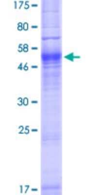 SDS-PAGE: Recombinant Human Aquaporin-7 GST (N-Term) Protein [H00000364-P01]