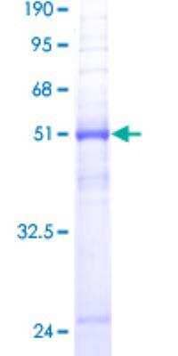 SDS-PAGE: Recombinant Human Aquaporin-8 GST (N-Term) Protein [H00000343-P01]