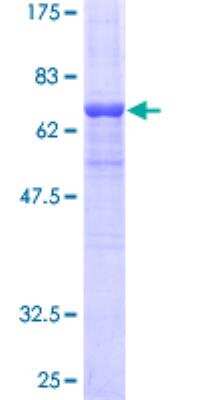 SDS-PAGE: Recombinant Human Arrestin 3 GST (N-Term) Protein [H00000407-P01]