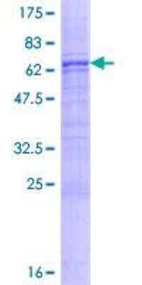 SDS-PAGE: Recombinant Human Asporin GST (N-Term) Protein [H00054829-P01]