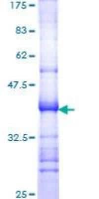 SDS-PAGE: Recombinant Human Ataxin 1 GST (N-Term) Protein [H00006310-Q01]