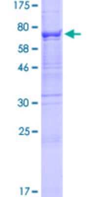 SDS-PAGE: Recombinant Human B3GALTL GST (N-Term) Protein [H00145173-P01]