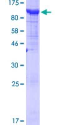 SDS-PAGE: Recombinant Human BAAT1 GST (N-Term) Protein [H00221927-P01]