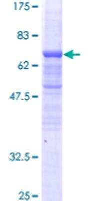 SDS-PAGE: Recombinant Human BAF53A GST (N-Term) Protein [H00000086-P01]