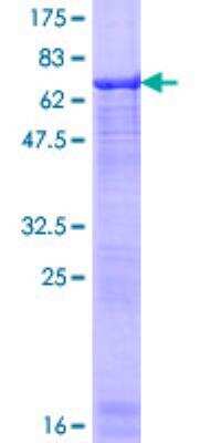 SDS-PAGE: Recombinant Human BAF53A GST (N-Term) Protein [H00000086-P02]