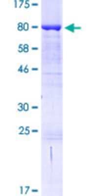 SDS-PAGE: Recombinant Human BAIAP2L1 GST (N-Term) Protein [H00055971-P01]