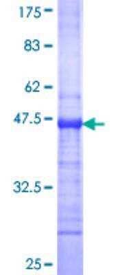 SDS-PAGE: Recombinant Human BLIMP1/PRDM1 GST (N-Term) Protein [H00000639-Q01]