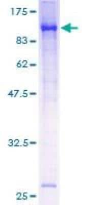 SDS-PAGE: Recombinant Human BMAL1 GST (N-Term) Protein [H00000406-P01]