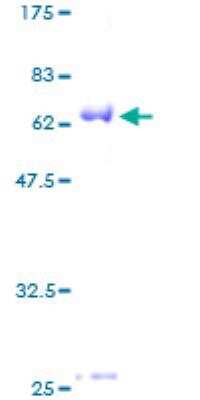 SDS-PAGE: Recombinant Human BMI-1 GST (N-Term) Protein [H00000648-P01]