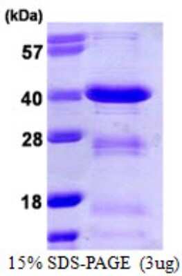 SDS-PAGE: Recombinant Human BOB1 His Protein [NBP1-72368]