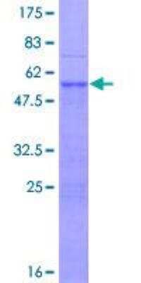 SDS-PAGE: Recombinant Human BP1 GST (N-Term) Protein [H00001748-P01]