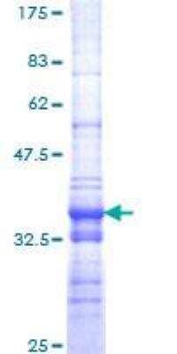 SDS-PAGE: Recombinant Human BRM GST (N-Term) Protein [H00006595-Q01]