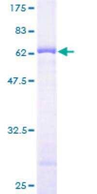 SDS-PAGE: Recombinant Human BYSL GST (N-Term) Protein [H00000705-P01]