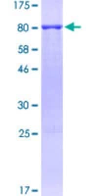 SDS-PAGE: Recombinant Human Beclin 1 GST (N-Term) Protein [H00008678-P01]