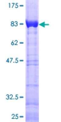 SDS-PAGE: Recombinant Human CACNB3 GST (N-Term) Protein [H00000784-P01]