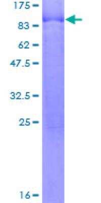 SDS-PAGE: Recombinant Human CACNB4 GST (N-Term) Protein [H00000785-P01]