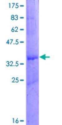 SDS-PAGE: Recombinant Human CAPZB GST (N-Term) Protein [H00000832-P01]