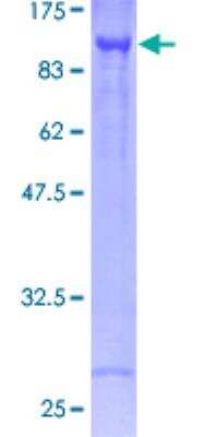 SDS-PAGE: Recombinant Human CARS GST (N-Term) Protein [H00000833-P01]